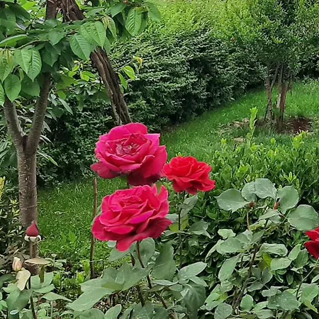 Ansi Klean Prázdninový dům *