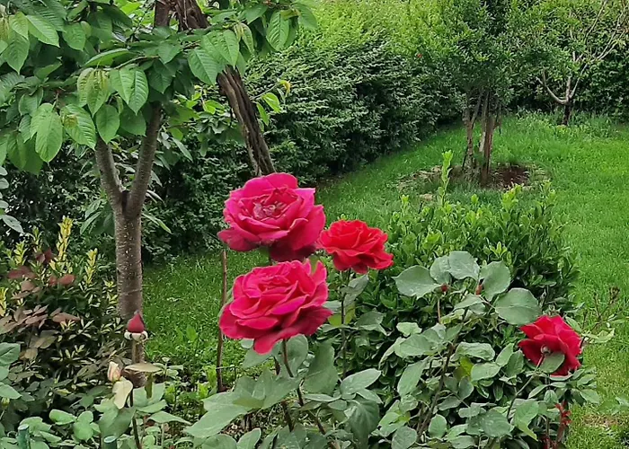 Ansi Klean Dom wakacyjny *